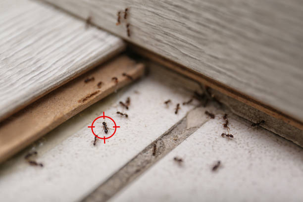 Best Pest Prevention Services  in Southeast Arcadia, FL