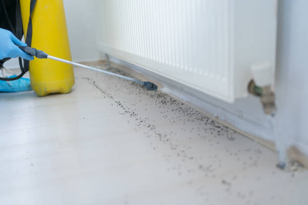 Best Spider Control Near Me  in Southeast Arcadia, FL